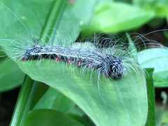 Chrysaeglia magnifica