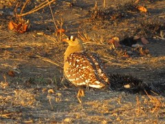 Pterocles bicinctus multicolor