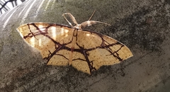 Cyclophora hieroglyphica