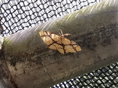 Cyclophora hieroglyphica