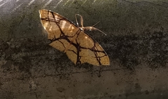 Cyclophora hieroglyphica