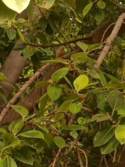 Argya striata