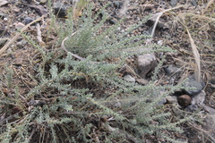 Reaumuria soongorica