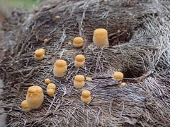 Crucibulum cyathiforme