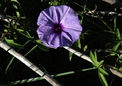 Ipomoea cairica cairica