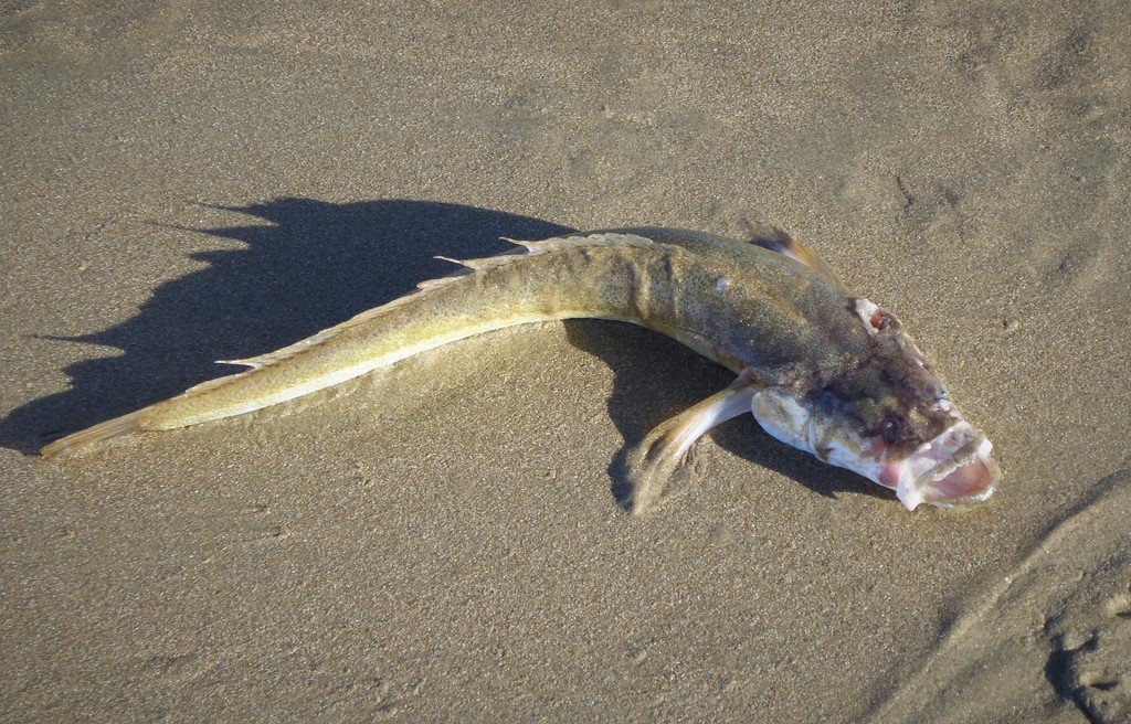 Sandfish