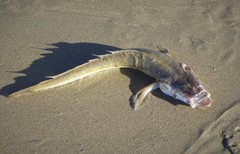Sandfish photo 1