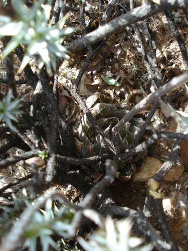 Haworthia decipiens Poelln.