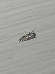 Xestocephalus tessellatus