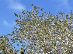 Forchhammeria watsonii