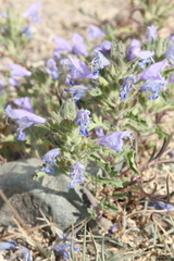 Dracocephalum foetidum