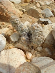 Anacampseros albidiflora