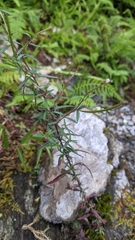 Epilobium platystigmatosum