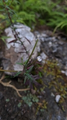Epilobium platystigmatosum