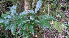 Lithocarpus corneus