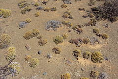 Rhinephyllum graniforme