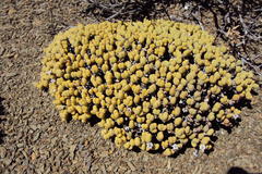 Rhinephyllum graniforme