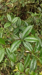 Symplocaceae