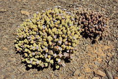 Rhinephyllum graniforme