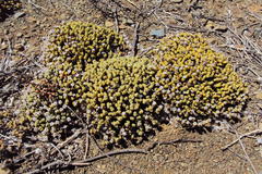 Rhinephyllum graniforme