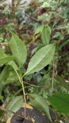 Symplocaceae