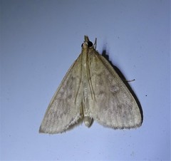 Framinghamia helvalis