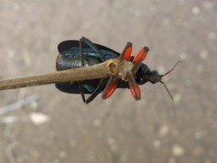 Phonergates bicoloripes