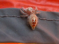 Thyene coccineovittata