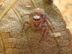 Thyene coccineovittata