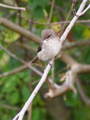 Muscicapa adusta adusta