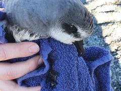 Pterodroma nigripennis