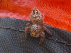 Thyene coccineovittata