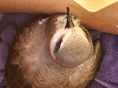 Pterodroma nigripennis