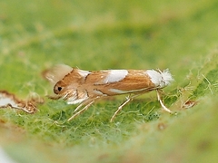 Phyllonorycter fitchella