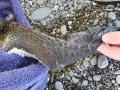 Pterodroma nigripennis