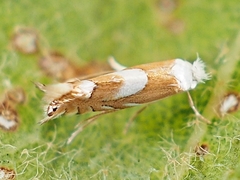 Phyllonorycter fitchella