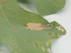 Phyllonorycter fitchella