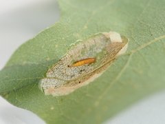 Phyllonorycter fitchella