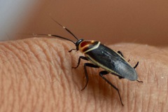 Pseudomops interceptus