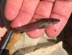 Noturus leptacanthus