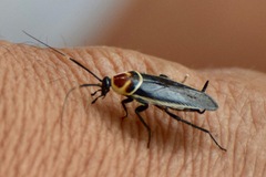 Pseudomops interceptus