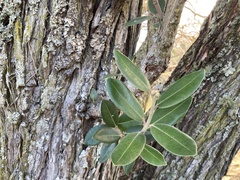 Metrosideros excelsa