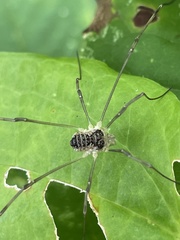 Odiellus aspersus