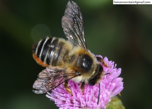 Megachile japonica