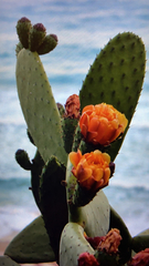 Opuntia ficus-indica