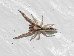 Hentzia grenada