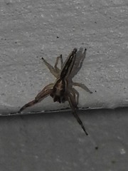 Hentzia grenada