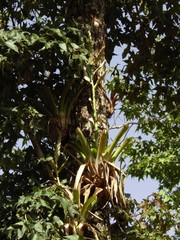 Tillandsia heterophylla