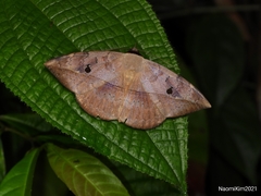 Hypopyra pudens