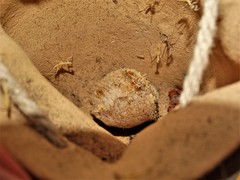 Tenodera superstitiosa